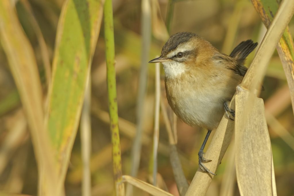 Forapaglie castagnolo (Acrocephalus melanopogon)